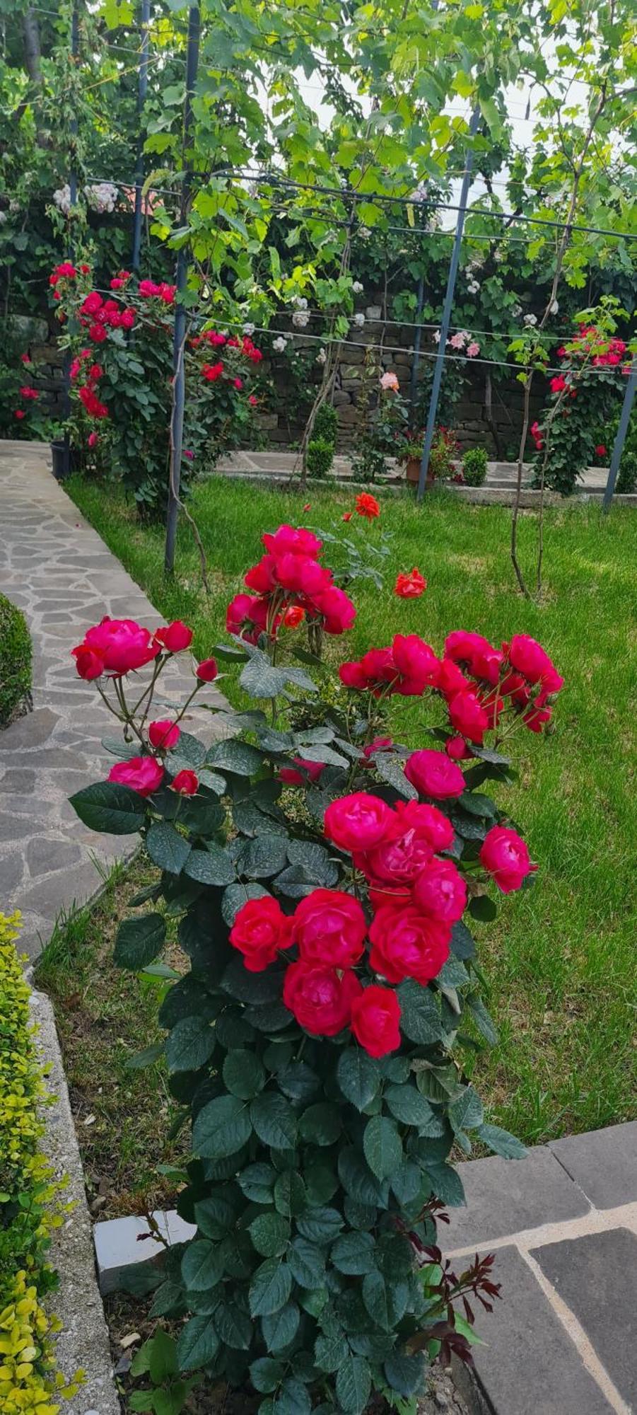 Garden Guest House Përmet Extérieur photo